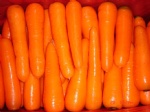 Exp.:Fresh Carrot