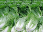 Exp.:Chinese Cabbage